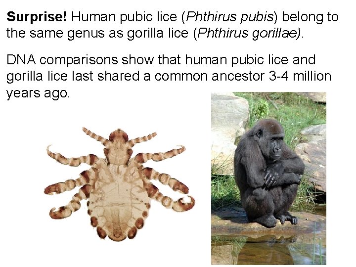 Surprise! Human pubic lice (Phthirus pubis) belong to the same genus as gorilla lice