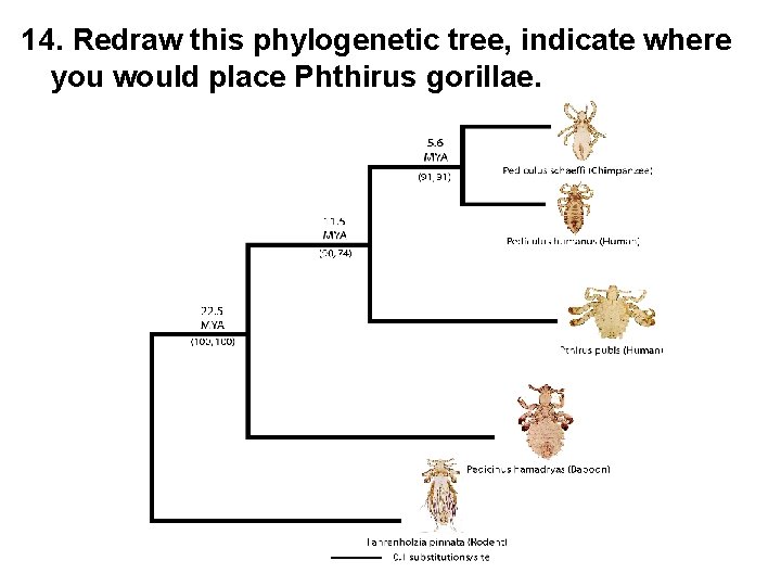 14. Redraw this phylogenetic tree, indicate where you would place Phthirus gorillae. 