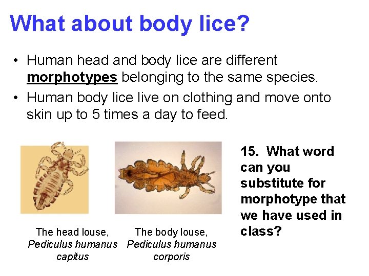 What about body lice? • Human head and body lice are different morphotypes belonging