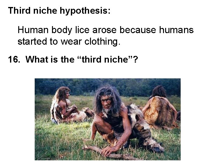 Third niche hypothesis: Human body lice arose because humans started to wear clothing. 16.