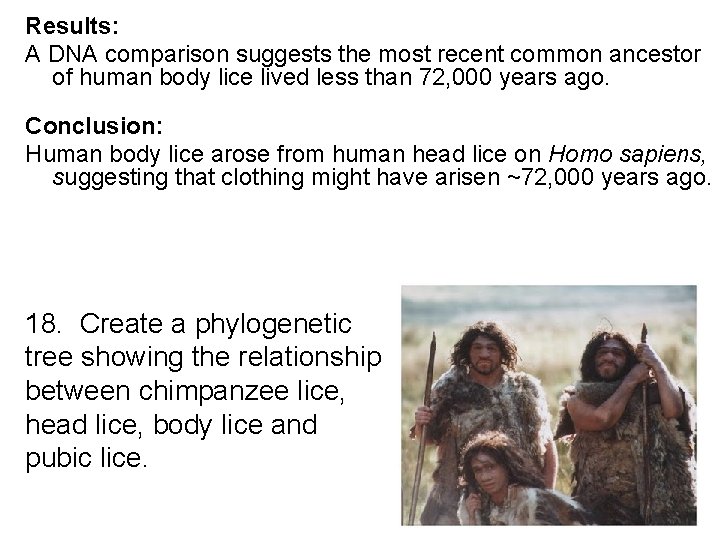 Results: A DNA comparison suggests the most recent common ancestor of human body lice