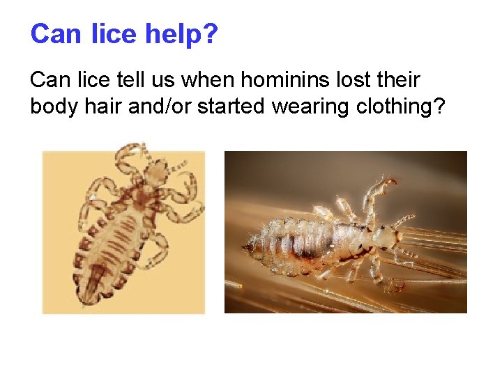 Can lice help? Can lice tell us when hominins lost their body hair and/or