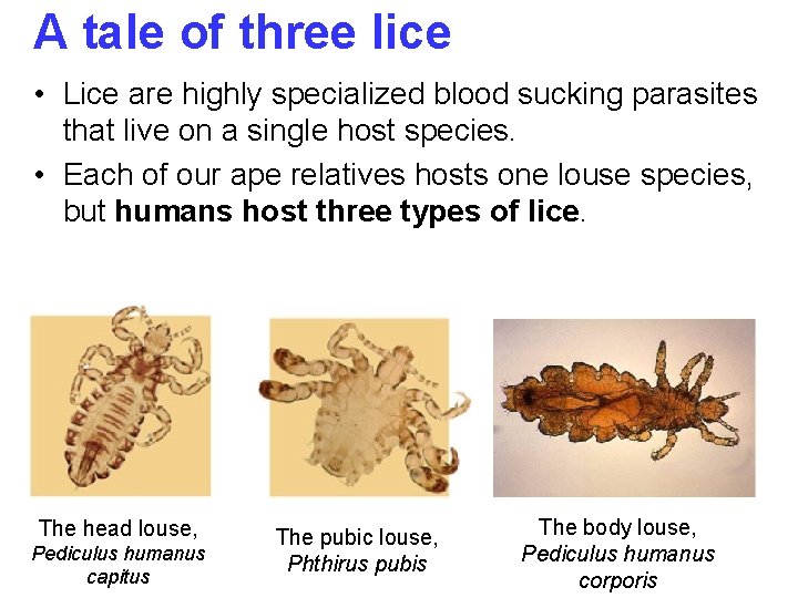 A tale of three lice • Lice are highly specialized blood sucking parasites that