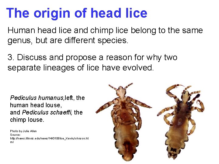 The origin of head lice Human head lice and chimp lice belong to the