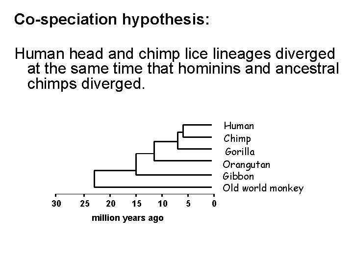 Co-speciation hypothesis: Human head and chimp lice lineages diverged at the same time that