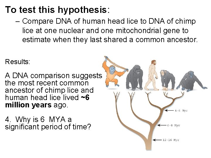 To test this hypothesis: – Compare DNA of human head lice to DNA of