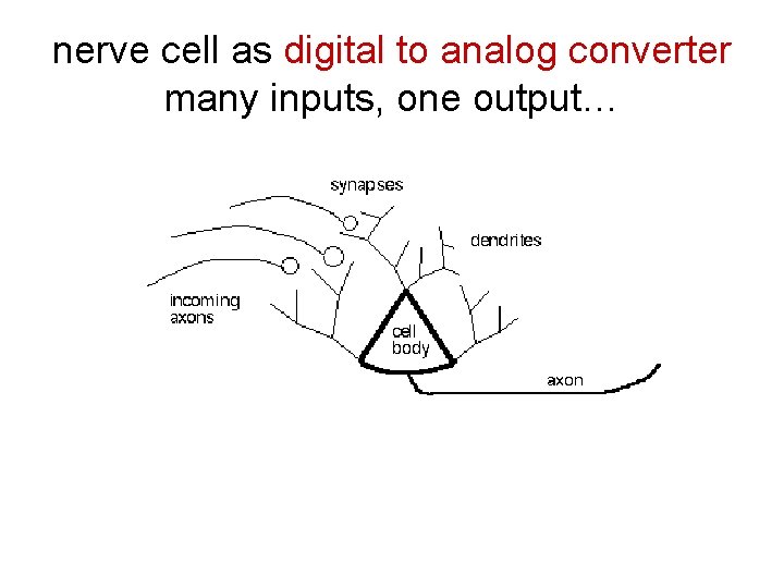 nerve cell as digital to analog converter many inputs, one output… 