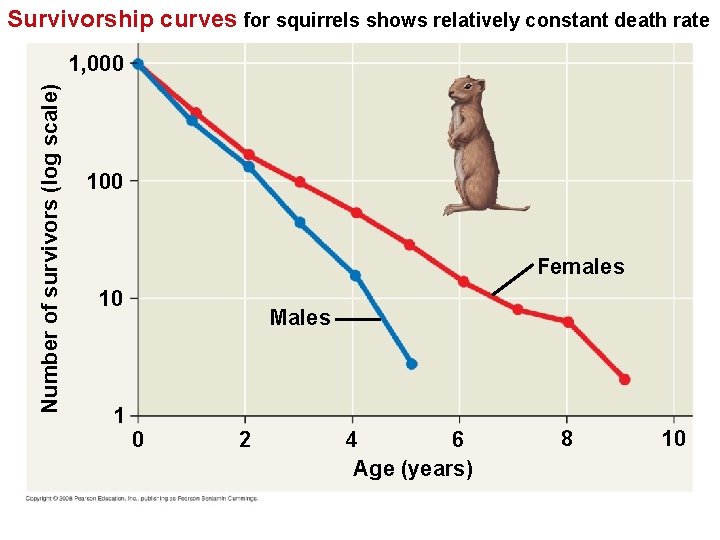 Survivorship curves for squirrels shows relatively constant death rate Number of survivors (log scale)