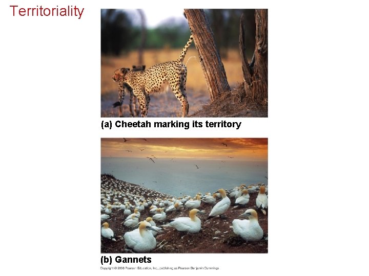 Territoriality (a) Cheetah marking its territory (b) Gannets 