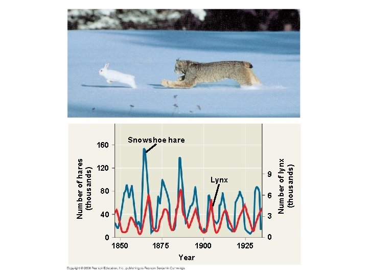 Snowshoe hare 120 9 Lynx 80 6 40 3 0 0 1850 1875 1900