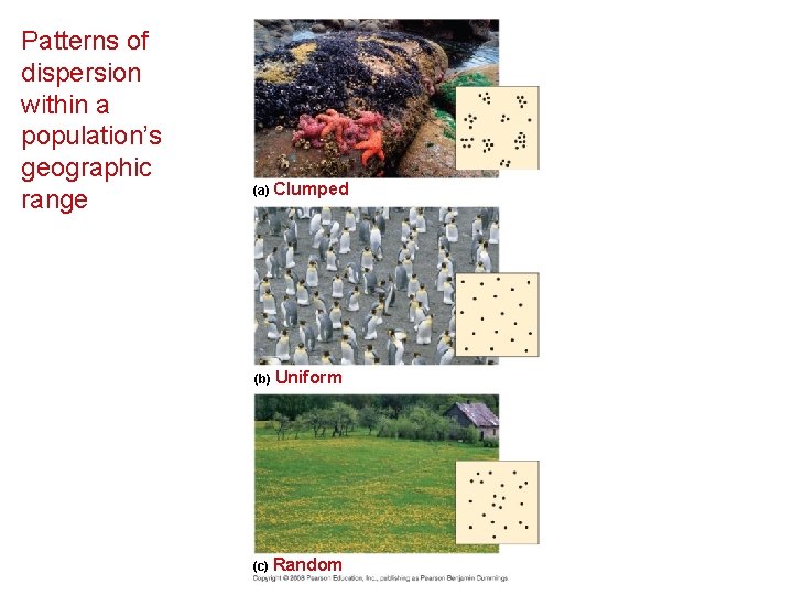 Patterns of dispersion within a population’s geographic range (a) Clumped (b) Uniform (c) Random