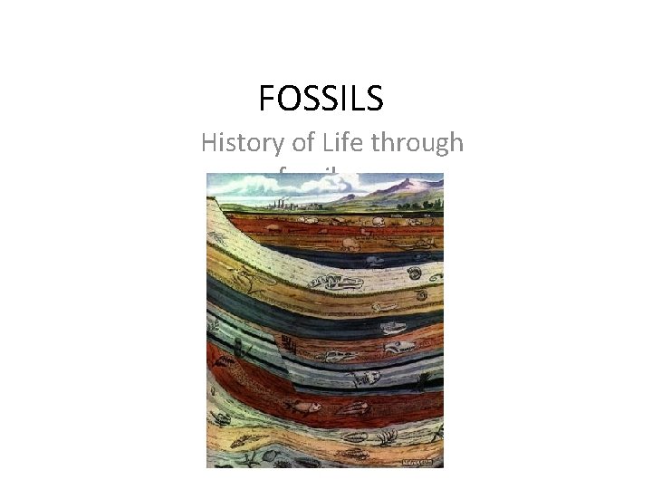 FOSSILS History of Life through fossils 