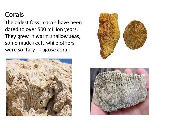 Corals The oldest fossil corals have been dated to over 500 million years. They