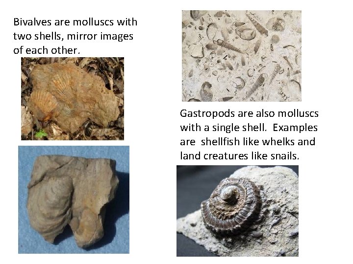 Bivalves are molluscs with two shells, mirror images of each other. Gastropods are also
