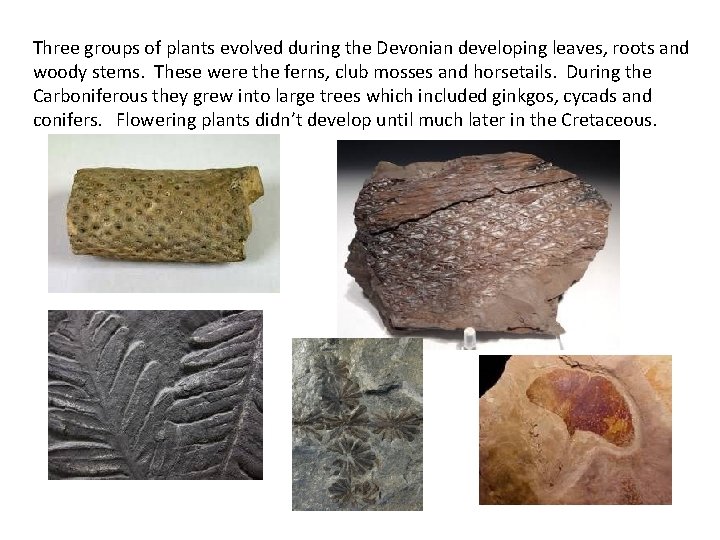 Three groups of plants evolved during the Devonian developing leaves, roots and woody stems.