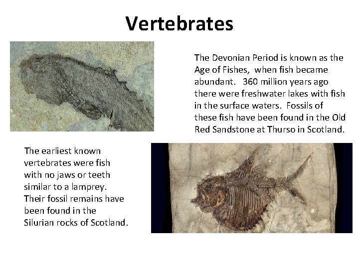 Vertebrates The Devonian Period is known as the Age of Fishes, when fish became
