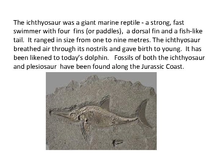 The ichthyosaur was a giant marine reptile - a strong, fast swimmer with four