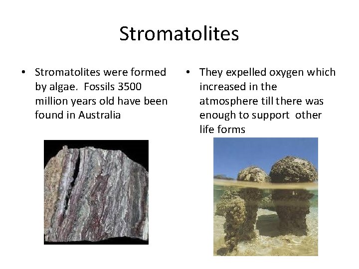 Stromatolites • Stromatolites were formed by algae. Fossils 3500 million years old have been