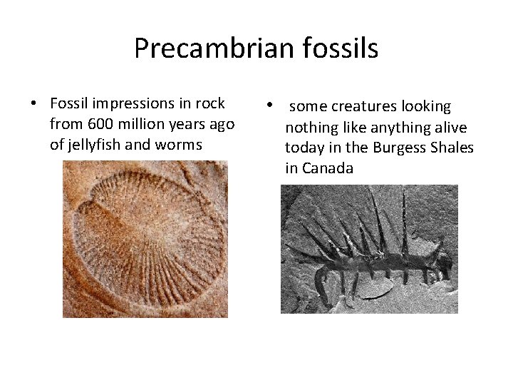 Precambrian fossils • Fossil impressions in rock from 600 million years ago of jellyfish