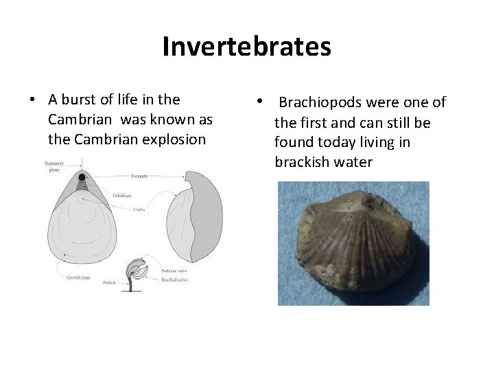 Invertebrates • A burst of life in the Cambrian was known as the Cambrian