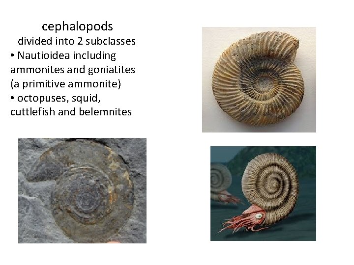 cephalopods divided into 2 subclasses • Nautioidea including ammonites and goniatites (a primitive ammonite)