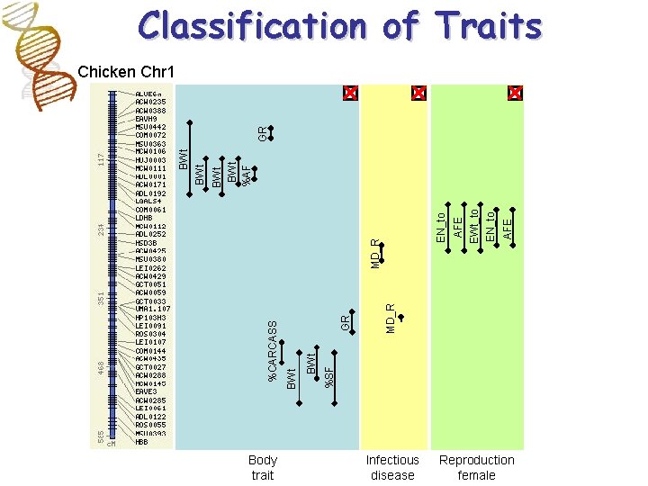 Classification of Traits Body trait AFE EWt_to EN_to AFE MD_R GR %SF BWt %CARCASS Classification of Traits Body trait AFE EWt_to EN_to AFE MD_R GR %SF BWt %CARCASS
