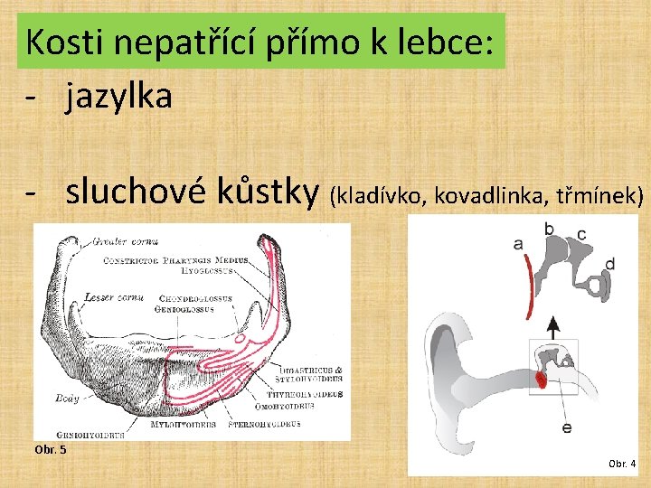 Kosti nepatřící přímo k lebce: - jazylka - sluchové kůstky (kladívko, kovadlinka, třmínek) Obr.