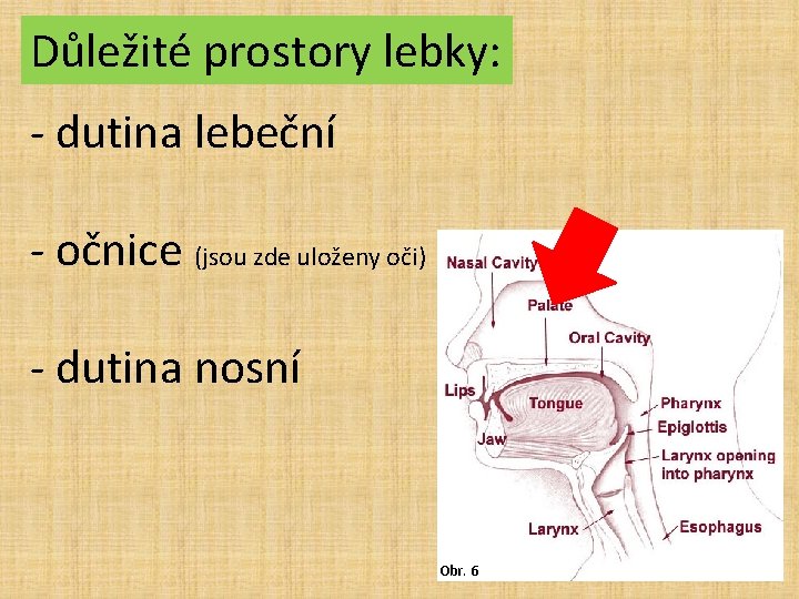 Důležité prostory lebky: - dutina lebeční - očnice (jsou zde uloženy oči) - dutina