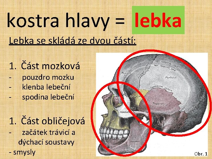 kostra hlavy = lebka Lebka se skládá ze dvou částí: 1. Část mozková -