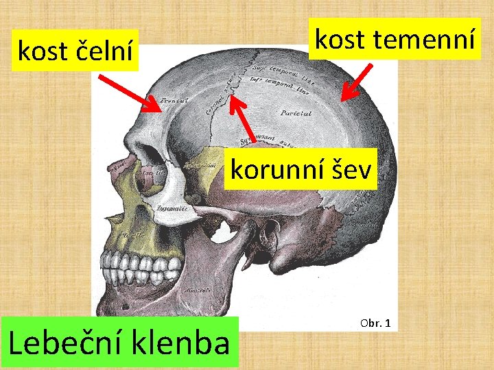 kost temenní kost čelní korunní šev Lebeční klenba Obr. 1 