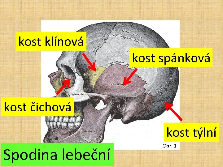 kost klínová kost spánková kost čichová kost týlní Spodina lebeční Obr. 1 