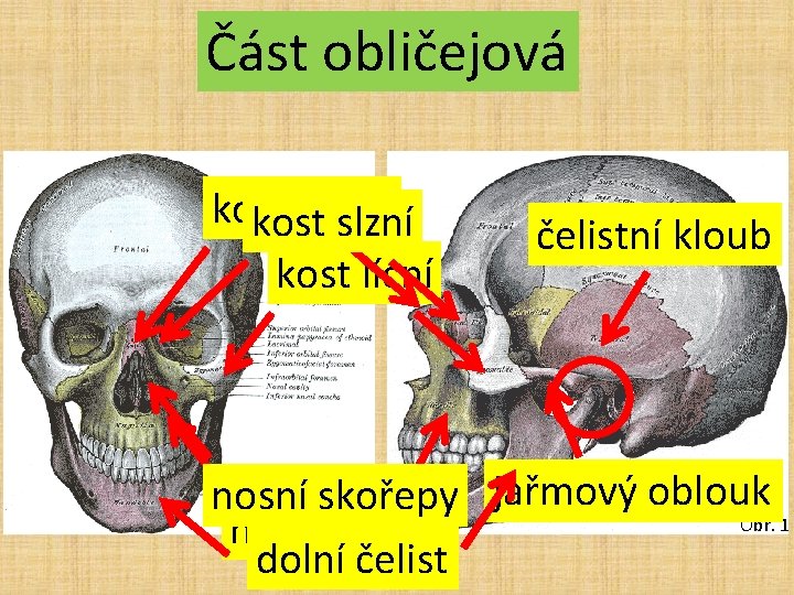 Část obličejová kost nosní kost slzní kost lícní čelistní kloub nosní skořepy jařmový oblouk