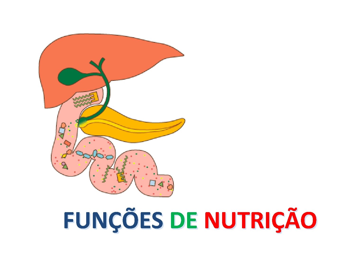 FUNÇÕES DE NUTRIÇÃO 