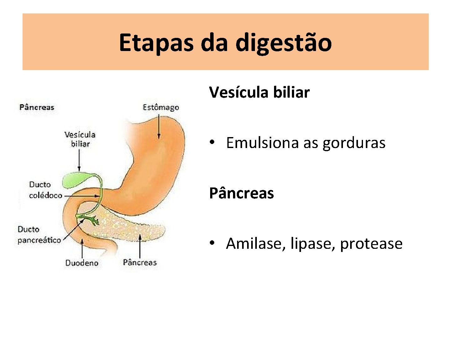 Etapas da digestão Vesícula biliar • Emulsiona as gorduras Pâncreas • Amilase, lipase, protease