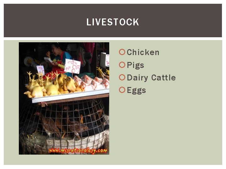 LIVESTOCK Chicken Pigs Dairy Cattle Eggs 