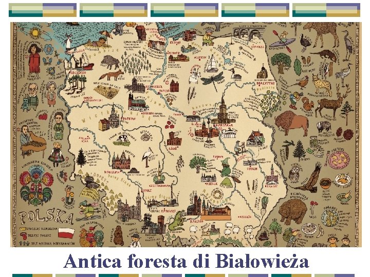 Antica foresta di Białowieża 
