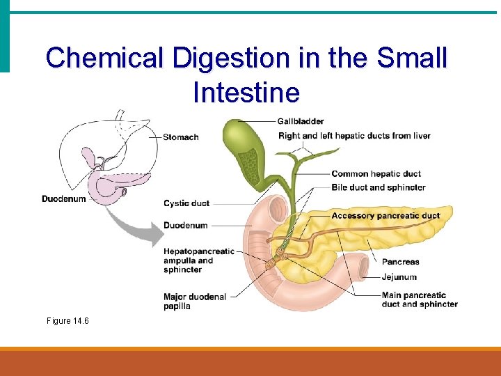 Chemical Digestion in the Small Intestine Figure 14. 6 