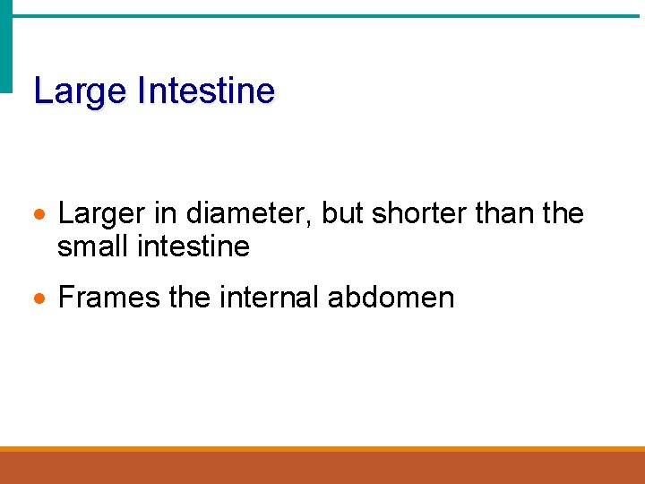 Large Intestine · Larger in diameter, but shorter than the small intestine · Frames