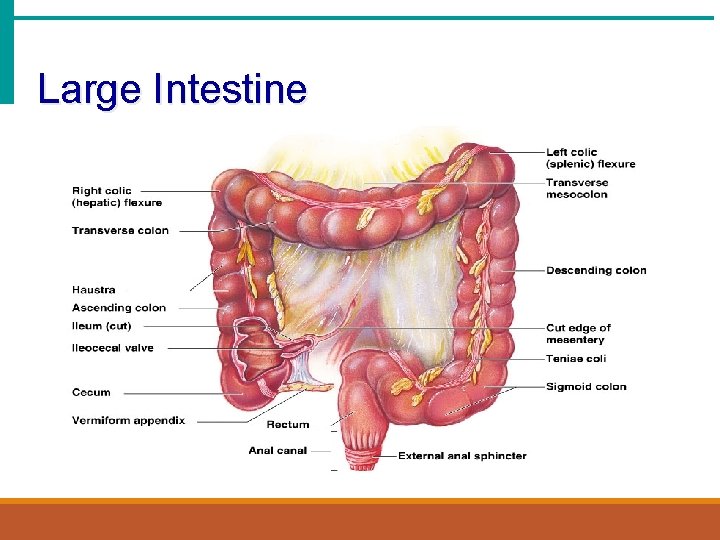 Large Intestine 