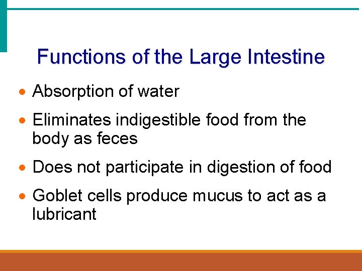 Functions of the Large Intestine · Absorption of water · Eliminates indigestible food from