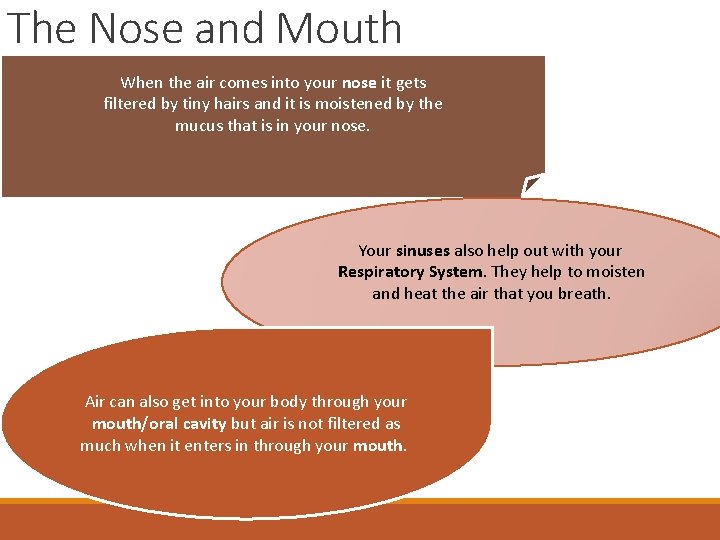 The Nose and Mouth When the air comes into your nose it gets filtered