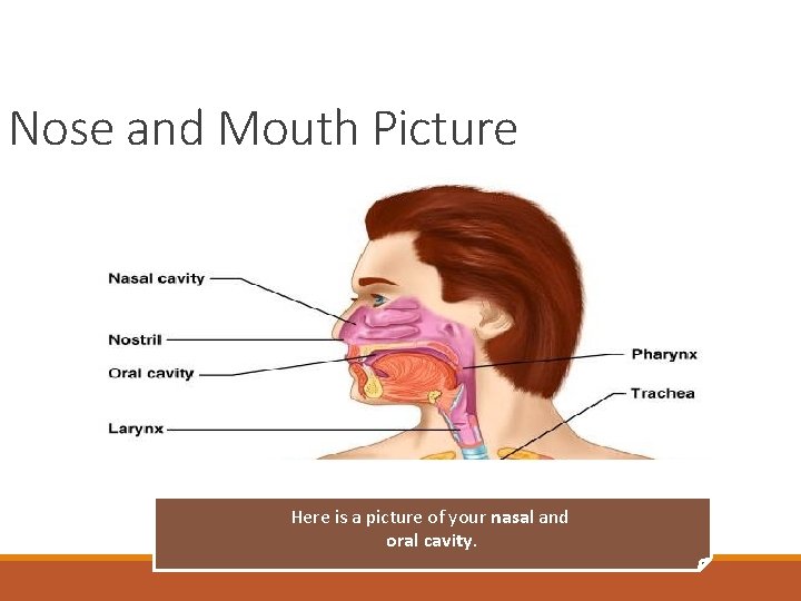 Nose and Mouth Picture Here is a picture of your nasal and oral cavity.