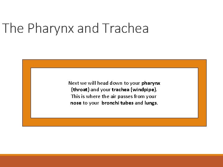 The Pharynx and Trachea Next we will head down to your pharynx (throat) and