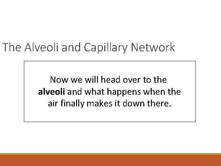 The Alveoli and Capillary Network Now we will head over to the alveoli and