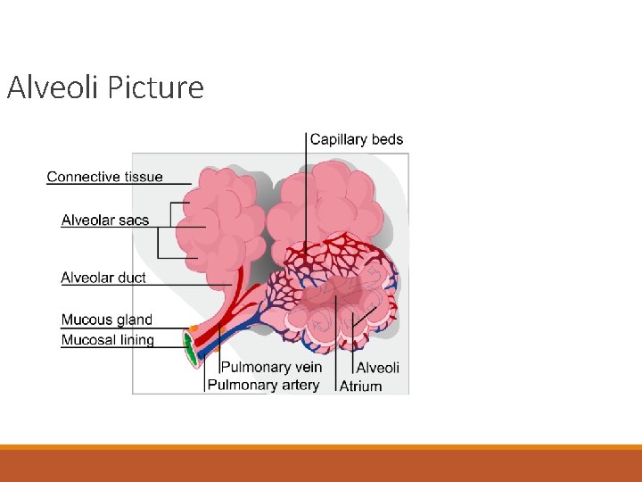 Alveoli Picture 