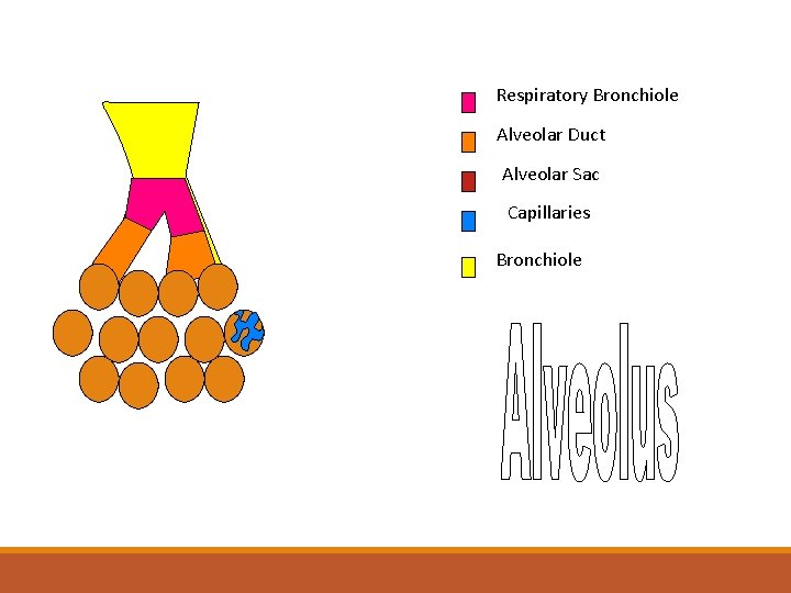 Respiratory Bronchiole uso elv. Al Alveolar Duct Alveolar Sac Capillaries Bronchiole 