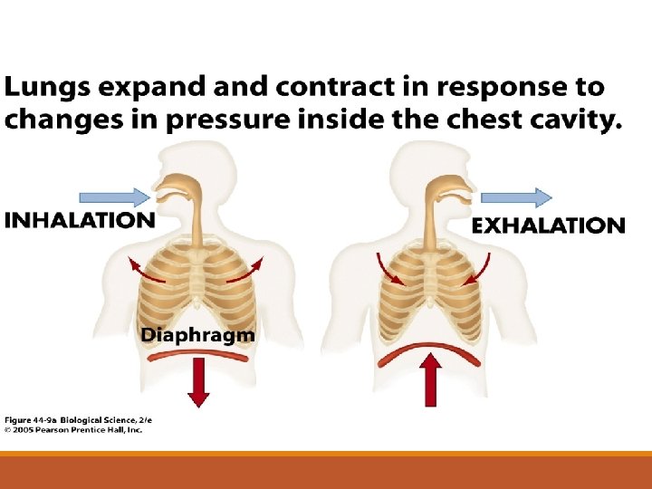 Diagram of Diaphragm 