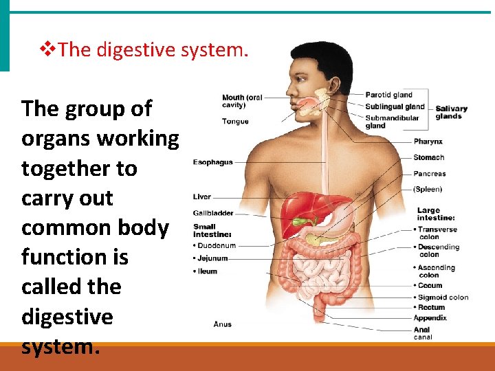 v. The digestive system. The group of organs working together to carry out common