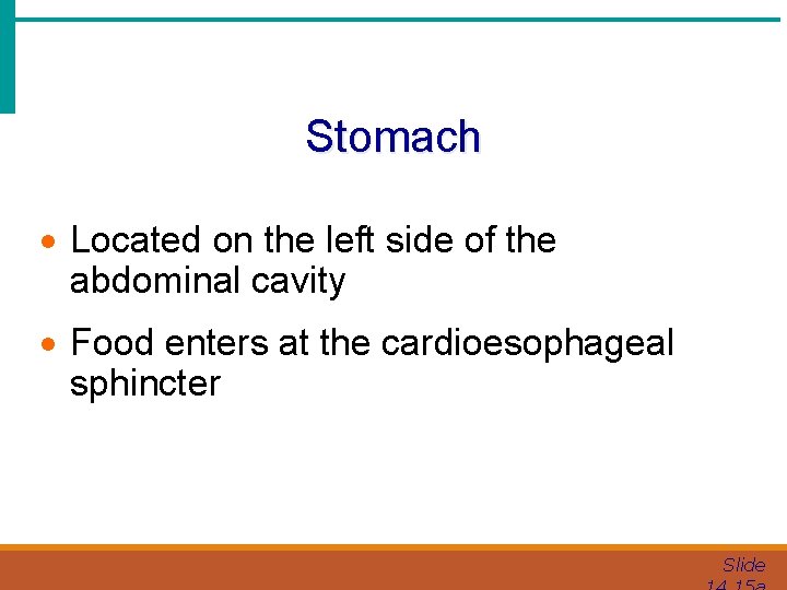 Stomach · Located on the left side of the abdominal cavity · Food enters