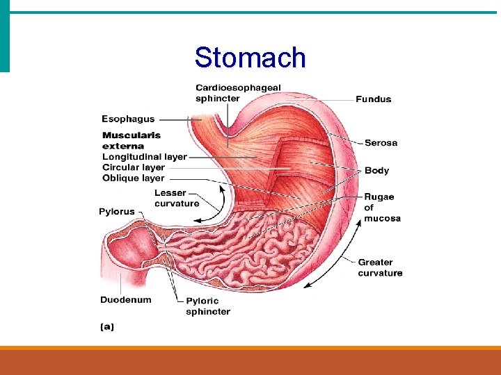 Stomach 